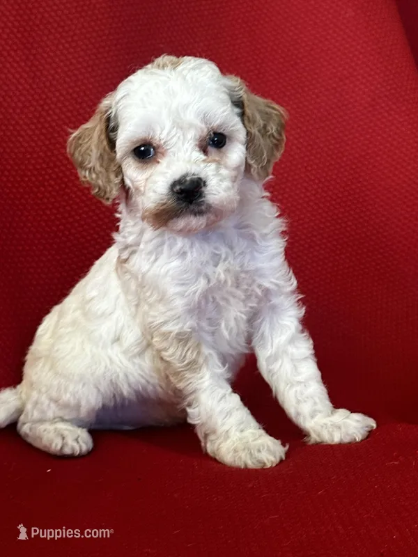 Precious, a female Poodle - Toy  for sale in Mayslick, KY – Photo 1 of 6