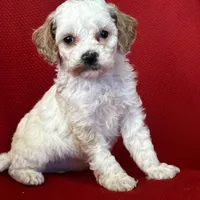 Terra Poo, a female Poodle - Toy  for sale in Mayslick, KY – Photo 2 of 6