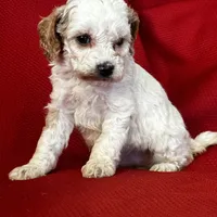 Terra Poo, a female Poodle - Toy  for sale in Mayslick, KY – Photo 6 of 6