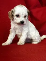 Precious, a female Poodle - Toy  for sale in Mayslick, KY – Photo 6 of 6