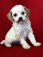 Precious, a female Poodle - Toy  for sale in Mayslick, KY – Photo 2 of 6