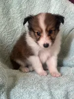 AKC Shadow, a male Shetland Sheepdog for sale in Mayslick, KY – 5 of 10