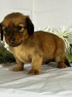 Dasher, a female Miniature Dachshund for sale in Mayslick, KY – 6 of 10