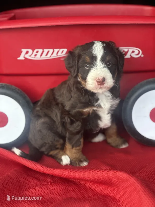 Bria – Miniature Bernedoodle puppy for sale in Mayslick, KY
