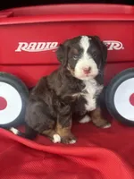 Bria, a female Miniature Bernedoodle for sale in Mayslick, KY – 6 of 10