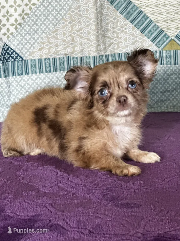 AKC Cassandra – Chihuahua puppy for sale in Mayslick, KY