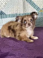 AKC Cassandra, a female Chihuahua for sale in Mayslick, KY – 1 of 10