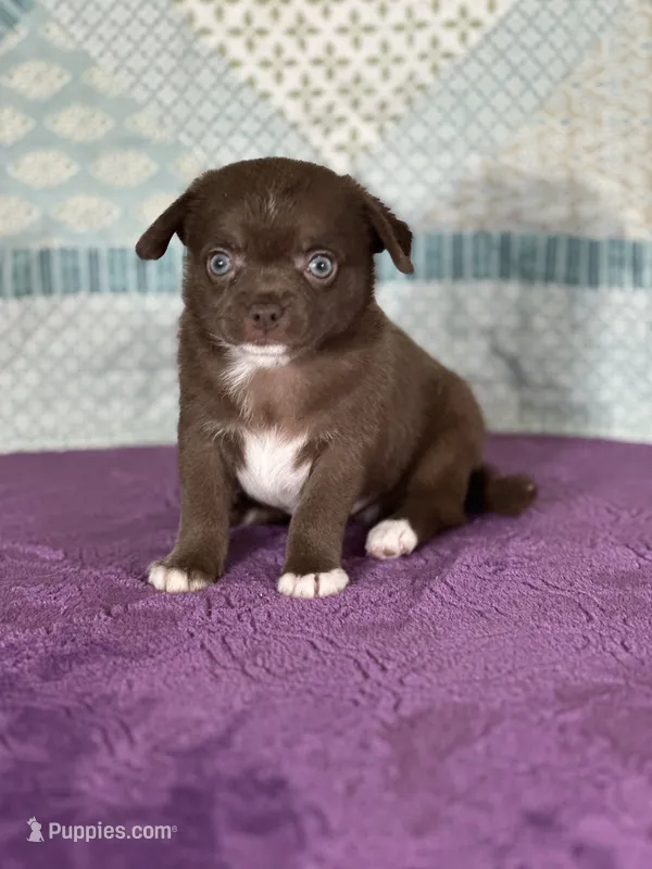 AKC Corbin – Chihuahua puppy for sale in Mayslick, KY