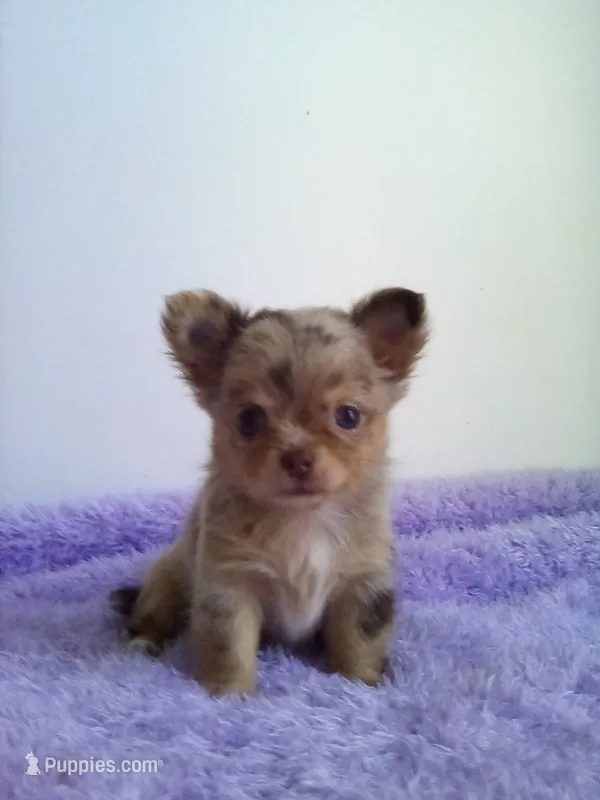 CKC Layla – Chihuahua puppy for sale in Mayslick, KY