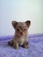 CKC Layla, a female Chihuahua for sale in Mayslick, KY – 2 of 10