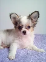 CKC Cloudy, a male Chihuahua for sale in Mayslick, KY – 1 of 6
