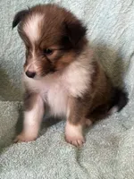 AKC Shiloh, a male Shetland Sheepdog for sale in Mayslick, KY – 4 of 10