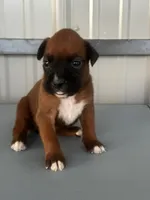 Bailey, a female Boxer for sale in Mayslick, KY – 6 of 6