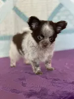 Chuck, a male Chihuahua for sale in Mayslick, KY – 9 of 9