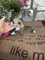 AKC Penelope, a female Pembroke Welsh Corgi for sale in Mayslick, KY – 4 of 7