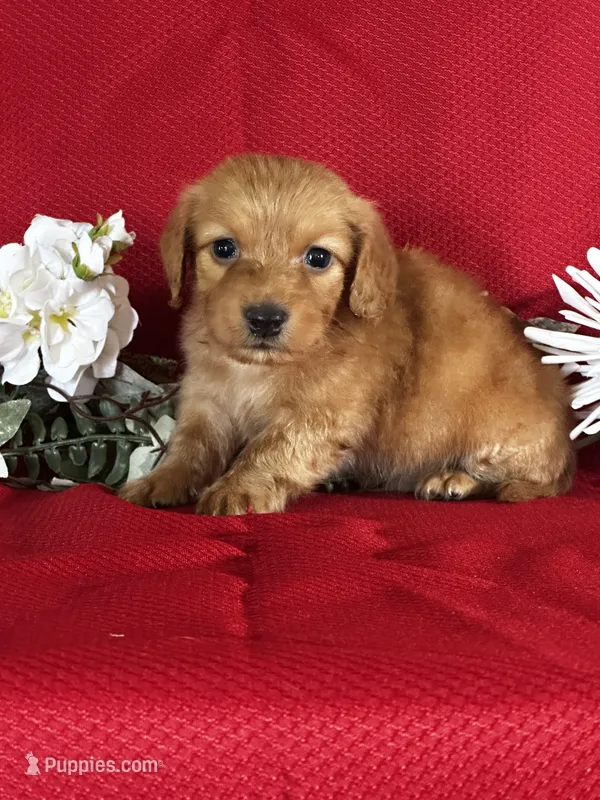Duke – Miniature Dachshund puppy for sale in Mayslick, KY
