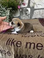 AKC Penelope, a female Pembroke Welsh Corgi for sale in Mayslick, KY – 5 of 7