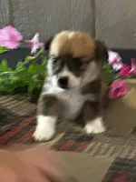 Presley, a male Pembroke Welsh Corgi for sale in Mayslick, KY – 3 of 6