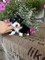 AKC Paisley, a female Pembroke Welsh Corgi for sale in Mayslick, KY – 7 of 7