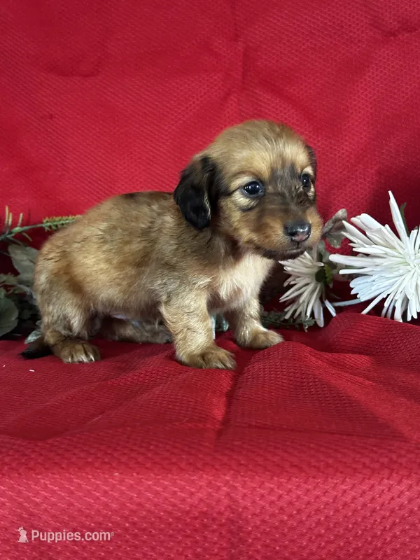 Dasher – Miniature Dachshund puppy for sale in Mayslick, KY