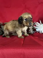 Dasher, a female Miniature Dachshund for sale in Mayslick, KY – 10 of 10