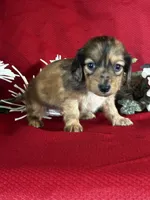 Darcy, a female Miniature Dachshund for sale in Mayslick, KY – 7 of 9