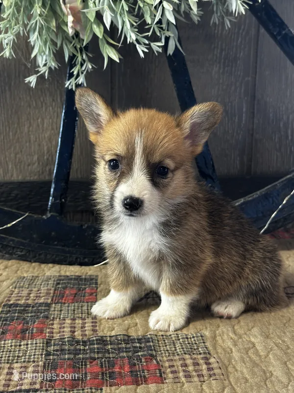 Precious – Pembroke Welsh Corgi puppy for sale in Mayslick, KY