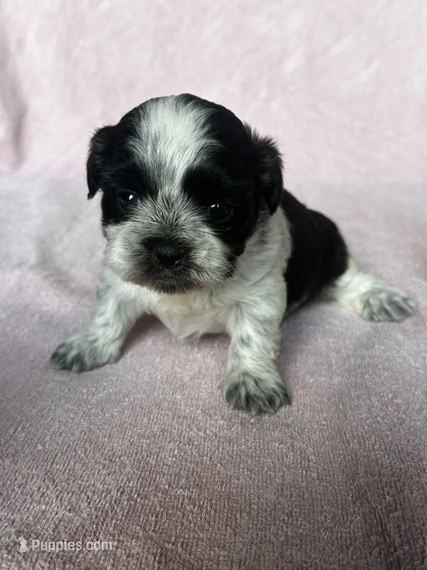 CKC Shadow – Shih Tzu puppy for sale in Mayslick, KY