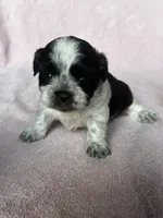 CKC Shadow, a female Shih Tzu for sale in Mayslick, KY – 6 of 6