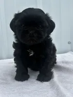 CKC Shay, a female Shih Tzu for sale in Mayslick, KY – 2 of 10