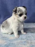 CKC Cloudy, a male Chihuahua for sale in Mayslick, KY – 10 of 10