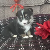 AKC Puddles, a male Pembroke Welsh Corgi for sale in Mayslick, KY – Photo 5 of 9