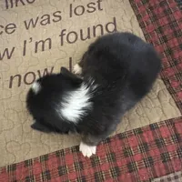 AKC Puddles, a male Pembroke Welsh Corgi for sale in Mayslick, KY – Photo 6 of 9