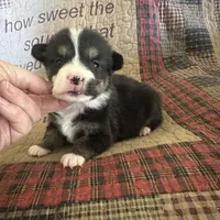 AKC Puddles, a male Pembroke Welsh Corgi for sale in Mayslick, KY – Photo 9 of 9