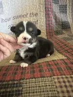 AKC Puddles, a male Pembroke Welsh Corgi for sale in Mayslick, KY – Photo 9 of 9