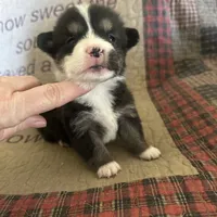 AKC Puddles, a male Pembroke Welsh Corgi for sale in Mayslick, KY – Photo 7 of 9