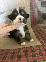 AKC Puddles, a male Pembroke Welsh Corgi for sale in Mayslick, KY – Photo 7 of 9