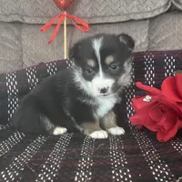 AKC Puddles, a male Pembroke Welsh Corgi for sale in Mayslick, KY – Photo 2 of 9