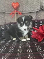 AKC Puddles, a male Pembroke Welsh Corgi for sale in Mayslick, KY – Photo 1 of 9