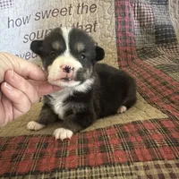 AKC Puddles, a male Pembroke Welsh Corgi for sale in Mayslick, KY – Photo 8 of 9
