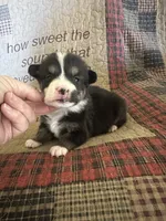 AKC Puddles, a male Pembroke Welsh Corgi for sale in Mayslick, KY – Photo 8 of 9