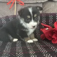 AKC Puddles, a male Pembroke Welsh Corgi for sale in Mayslick, KY – Photo 4 of 9