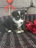 AKC Puddles, a male Pembroke Welsh Corgi for sale in Mayslick, KY – Photo 4 of 9