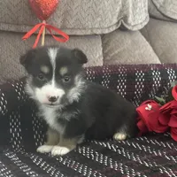 AKC Puddles, a male Pembroke Welsh Corgi for sale in Mayslick, KY – Photo 3 of 9