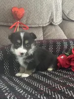 AKC Puddles, a male Pembroke Welsh Corgi for sale in Mayslick, KY – Photo 3 of 9