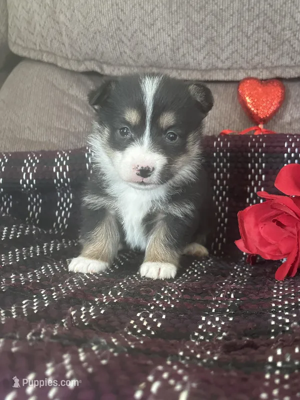 AKC Puddles – Pembroke Welsh Corgi puppy for sale in Mayslick, KY