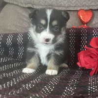 AKC Puddles, a male Pembroke Welsh Corgi for sale in Mayslick, KY – Photo 1 of 9