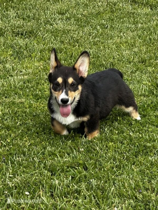 AKC Petey – Pembroke Welsh Corgi puppy for sale in Mayslick, KY