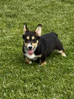AKC Petey, a male Pembroke Welsh Corgi for sale in Mayslick, KY – 3 of 10