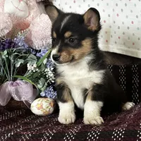 AKC Petey, a male Pembroke Welsh Corgi for sale in Mayslick, KY – Photo 6 of 10